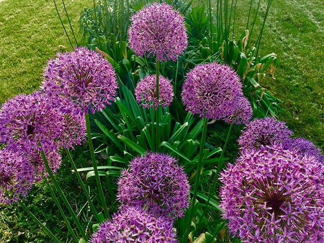 canteiro de flor de alho