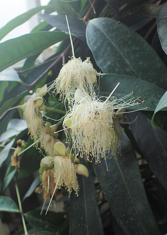 plantio de jambeiro