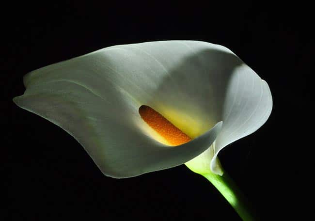 150+ Frases sobre Flores: Criativas, Bonitas, Diferentes, Emocionantes