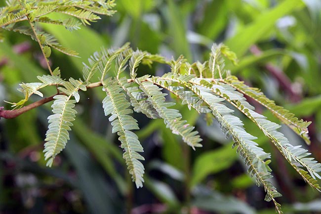 Cojoba arborea 2 Cojoba arborea 2