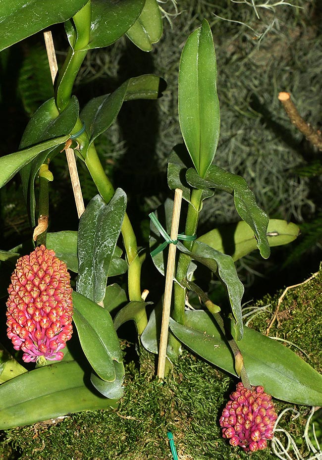 Cuidados com Robiquetia cerina Cuidados com Robiquetia cerina