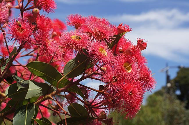Imagens de flores em formato de pássaros
