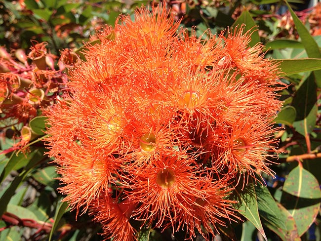 cor laranja