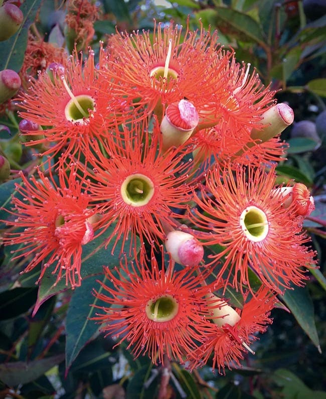 Fotos de flores em formato de pássaros