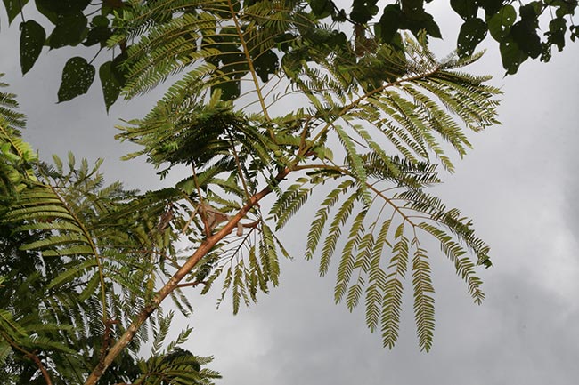 Folhas da Cojoba arborea 1 Folhas da Cojoba arborea 1