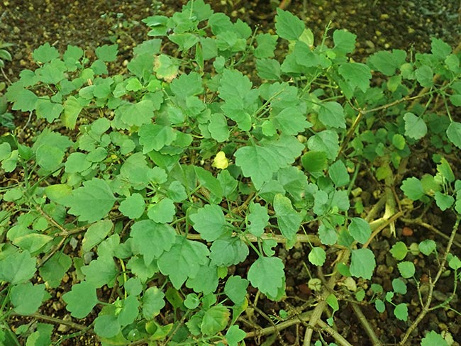 Fotos de Plectranthus saccatus
