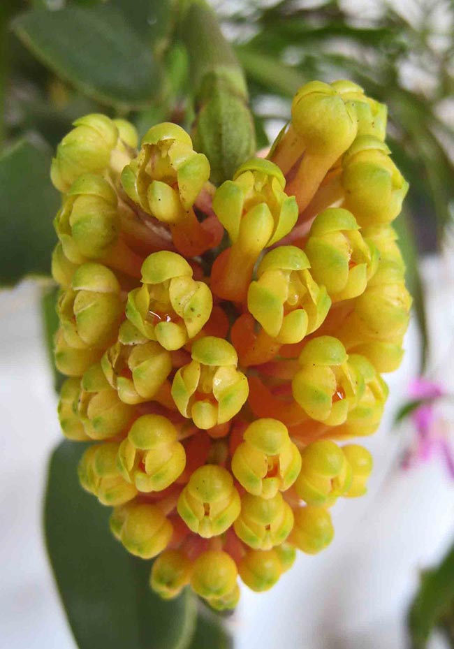 Orquidea Orquidea