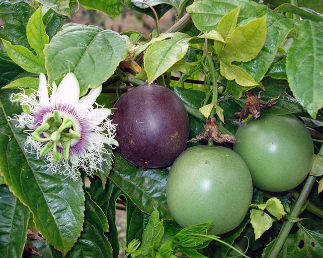 com frutos