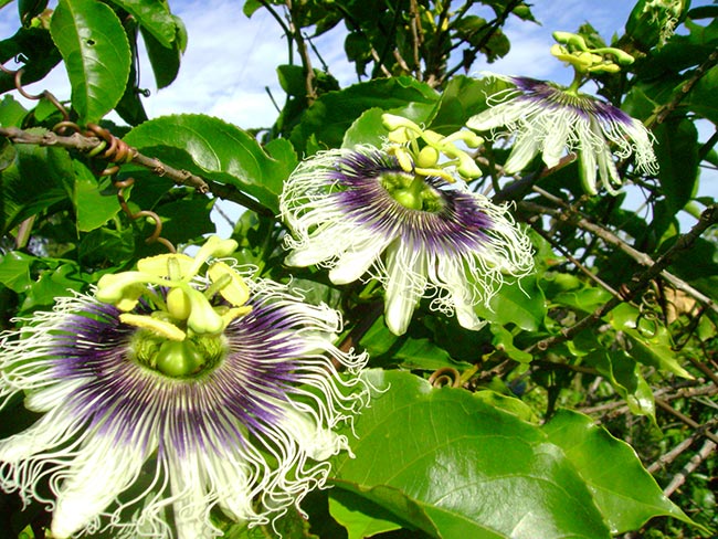 flores da planta