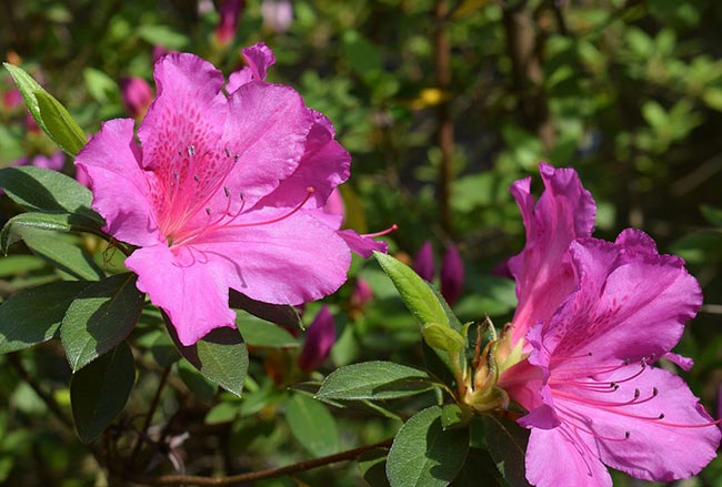 cor pink
