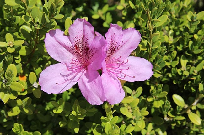 na cor rosa
