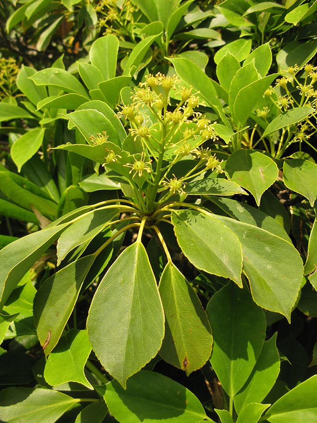 Fotos de Trochodendron aralioides (wheel tree)