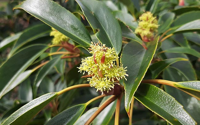 Imagens de Trochodendron aralioides (wheel tree)
