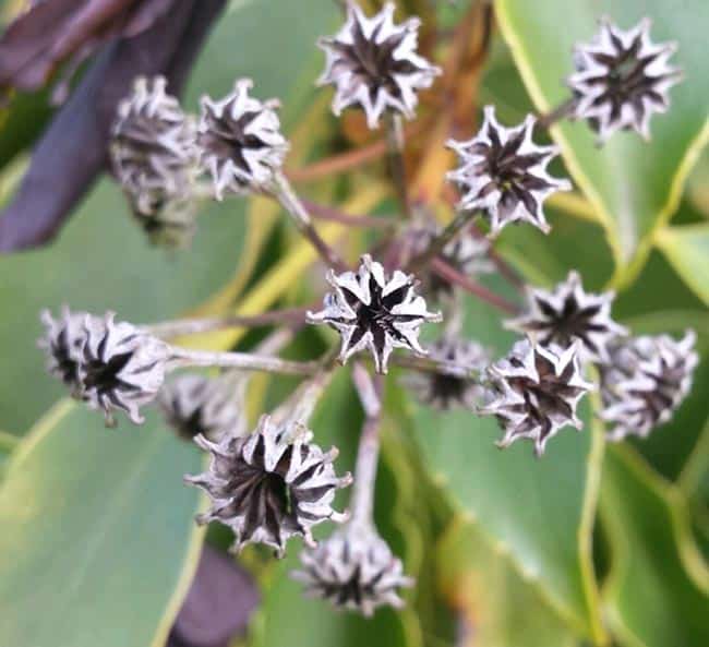 flores em formato de pássaros