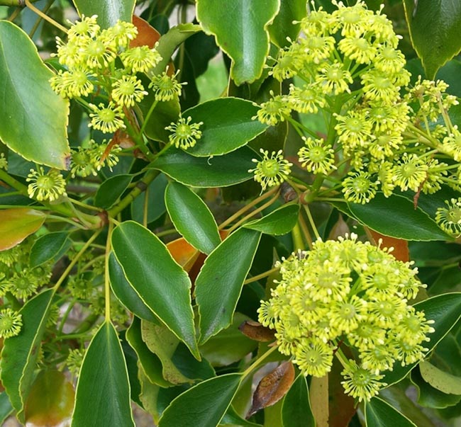 Trochodendron aralioides (wheel tree)