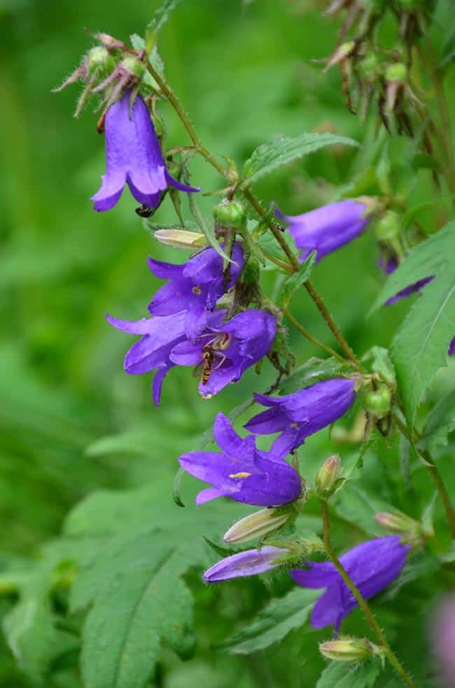 flores selvagens 2 flores selvagens 2