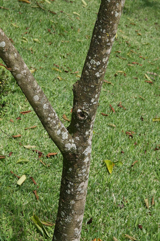 galho da planta galho da planta