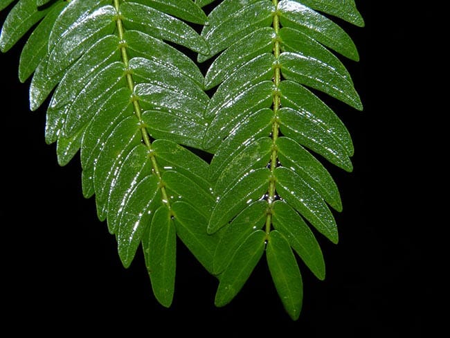 verde 1 verde 1