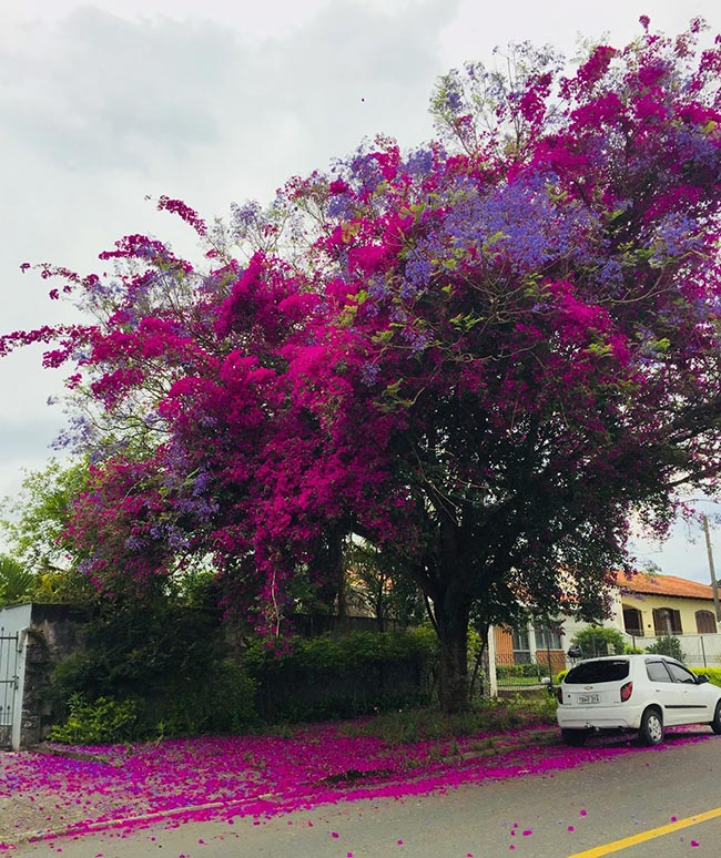 Bougainville