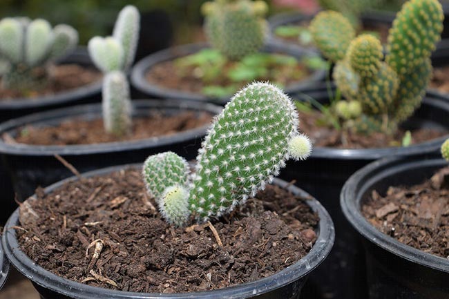 Cacto Orelha de Mickey 8