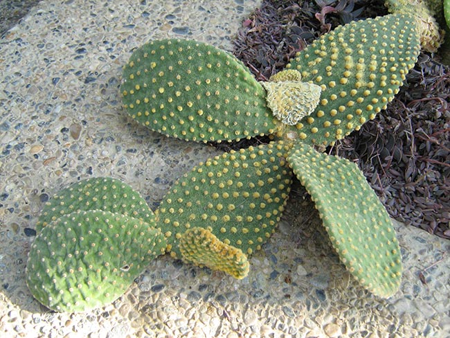 Cacto Orelha de Mickey 9