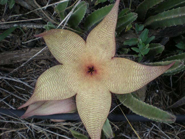 Como plantar Flor Estrela do Mar Como plantar Flor Estrela do Mar