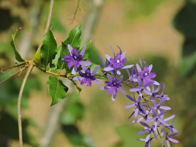 Como plantar Flor de Sao Miguel