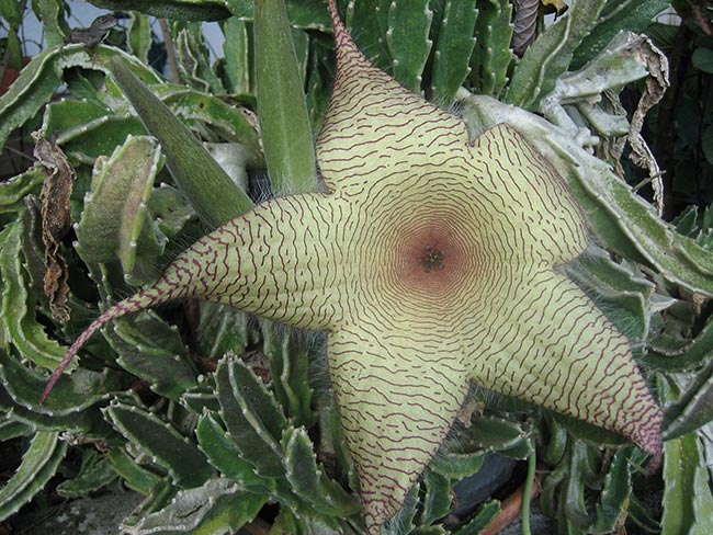 Cuidados com Flor Estrela do Mar Cuidados com Flor Estrela do Mar