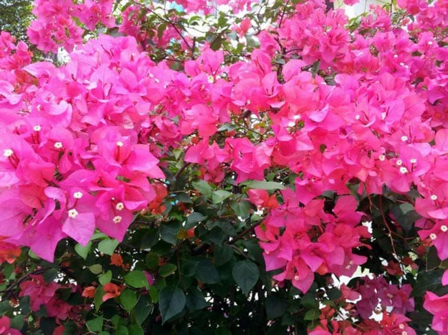 Cuidados com Flor Tres Marias