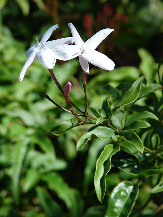 Cuidados com Jasminum polyanthum Cuidados com Jasminum polyanthum