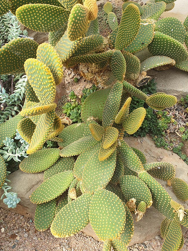 Cuidados com Opuntia microdasys 2