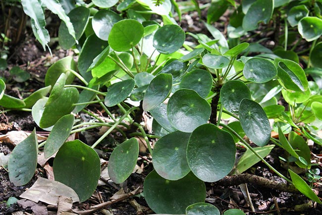 Cuidados com Pilea Peperomioides