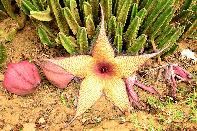 Cuidados com Stapelia Gigantea Cuidados com Stapelia Gigantea