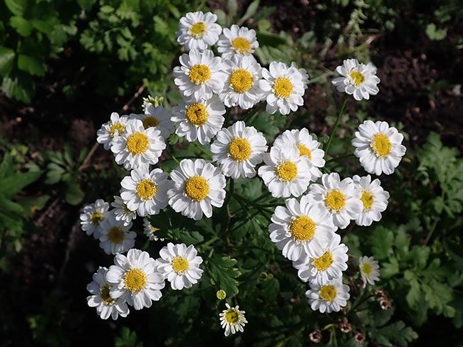 Cuidados com Tanacetum parthenium