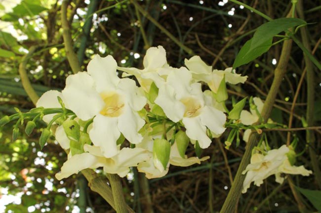 Cuidados com Tumbergia