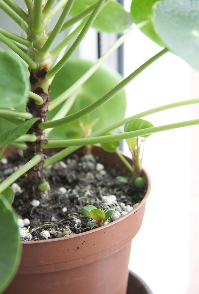 Dicas de Pilea Peperomioides