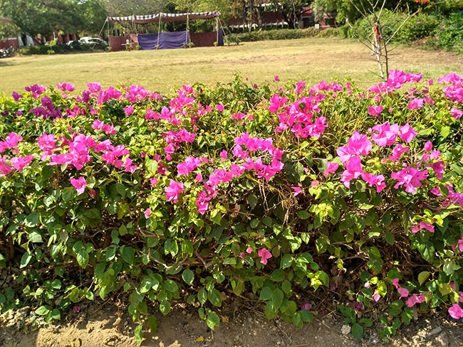 Flor Tres Marias 1