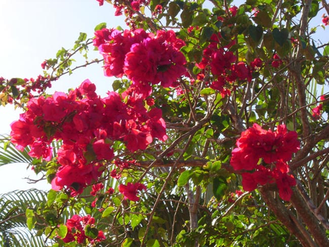 Flor Tres Marias 2