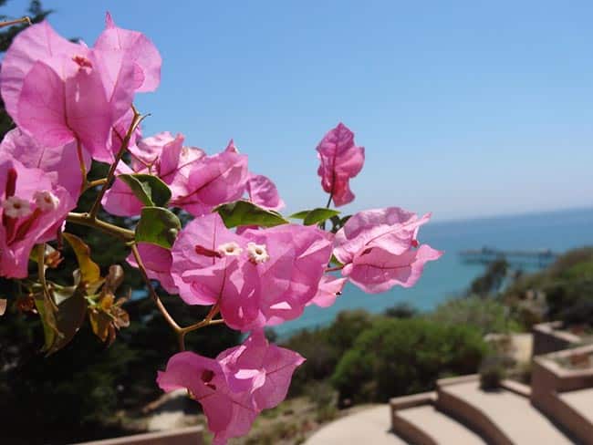 Flor Tres Marias rosa