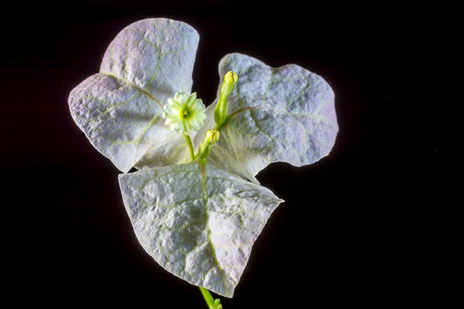 Flor Tres Marias