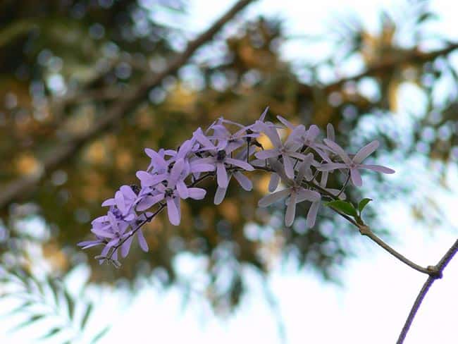 Flor de Sao Miguel 2