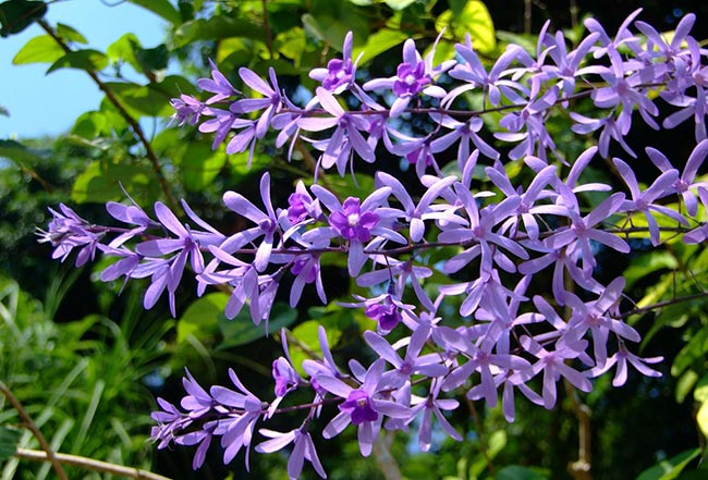 Flor de Sao Miguel 4