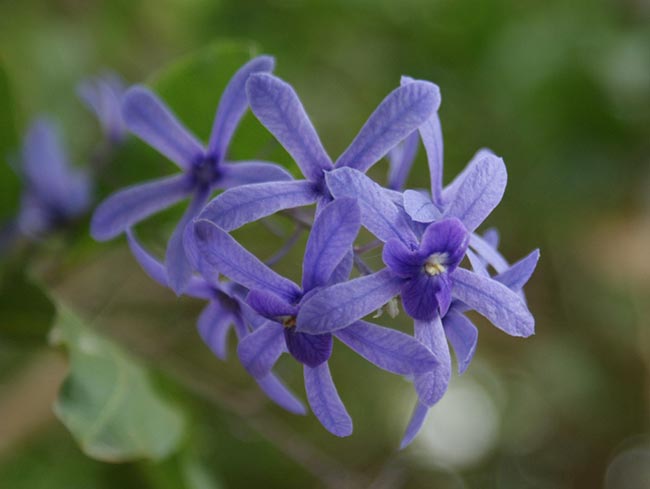 Flor de Sao Miguel