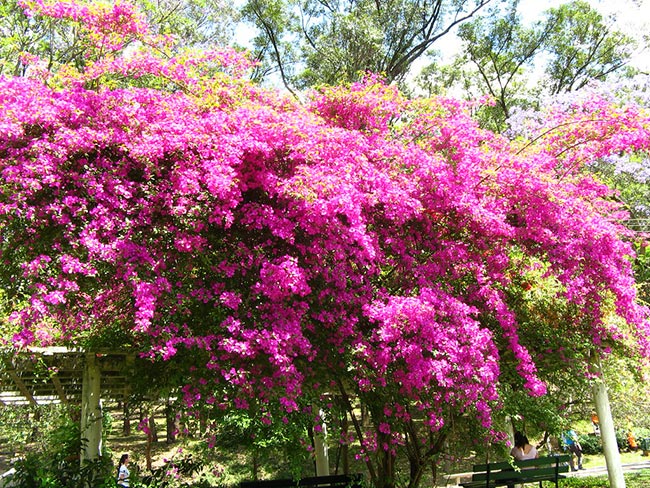 Flores de Bougainville