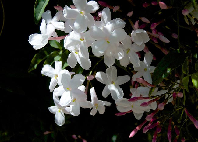 Flores de Jasminum polyanthum Flores de Jasminum polyanthum