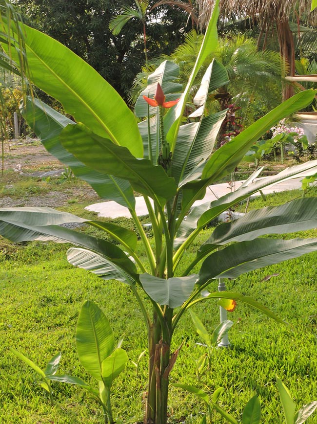 Flores de bananeira ornamental 2
