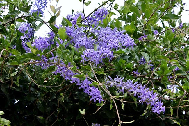 Flores violeta