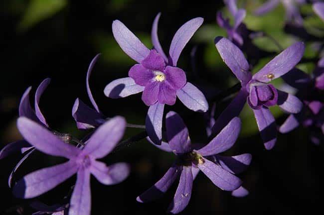 Fotos das flores 1 3