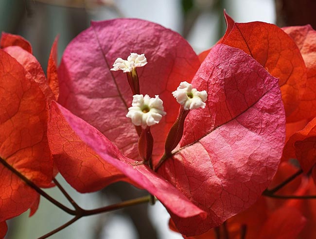 Fotos de Flor Tres Marias