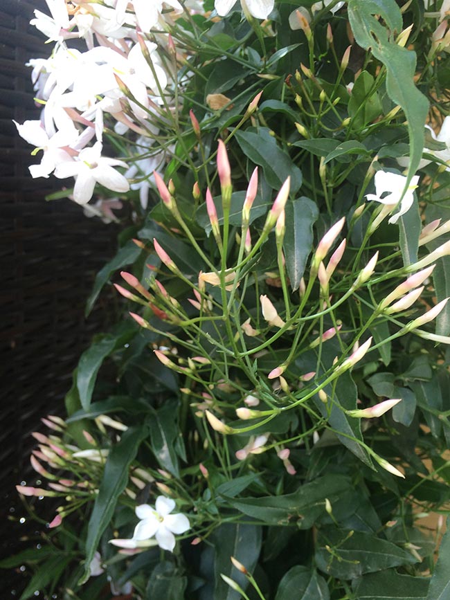 Fotos de Jasminum polyanthum Fotos de Jasminum polyanthum